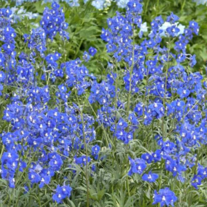 Pied d'alouette 'Atlantis' - Delphinium