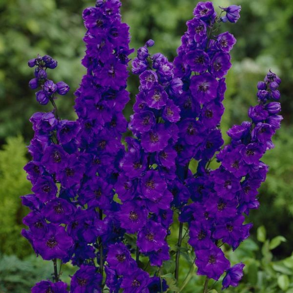 Pied d'alouette 'Black Knight' - Delphinium
