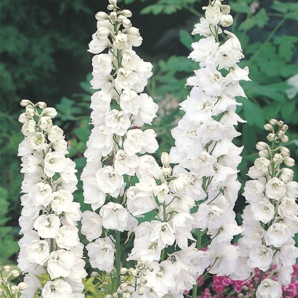 Pied d'alouette 'Snow White'- Delphinium