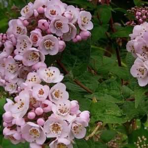 Deutzia compacta 'Lavender Time'
