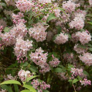 Deutzia 'Yuki Cherry Blossom'