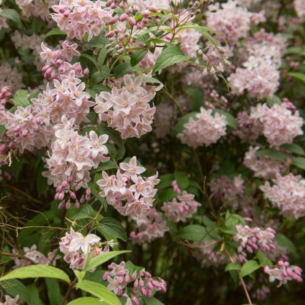 Deutzia 'Yuki Cherry Blossom'