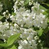 Deutzia grêle 'Nikko'- Bio Le Bourgeon