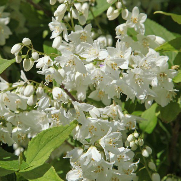Deutzia grêle 'Nikko'- Bio Le Bourgeon