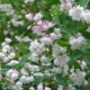 Deutzia scabra Plena -Bio Le Bourgeon