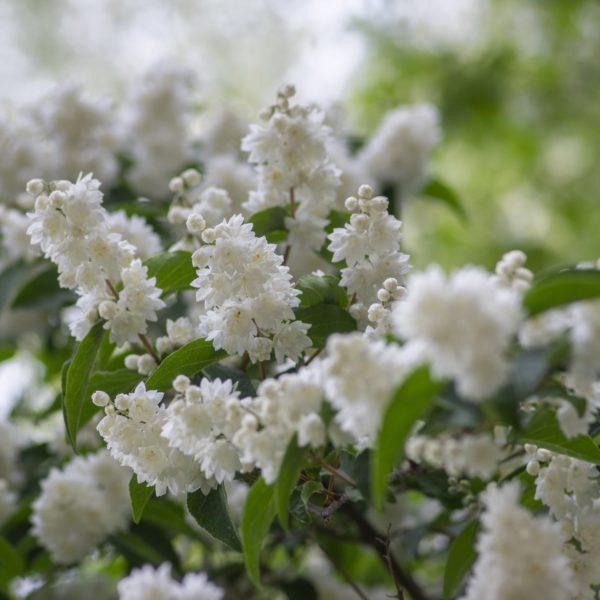 Deutzia scabra 'Pride of Rochester'