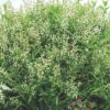 Deutzia grêle 'Nikko'- Bio Le Bourgeon – Image 2