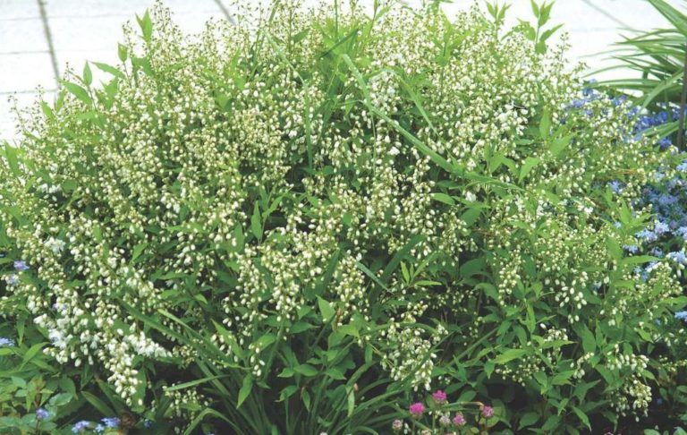 Deutzia grêle 'Nikko'- Bio Le Bourgeon – Image 2