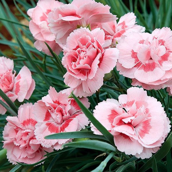 Œillet mignardise 'Doris' - Dianthus