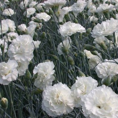 Œillet mignardise 'Haytor White' - Dianthus