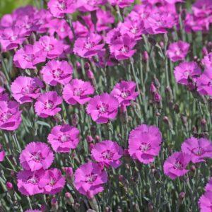 Œillet de Grenoble "Feuerhexe" - Dianthus BIO