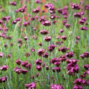 Œillet des Chartreux - Dianthus