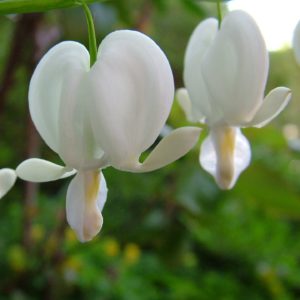 Coeur de Marie blanc - Dicentra 'Alba'