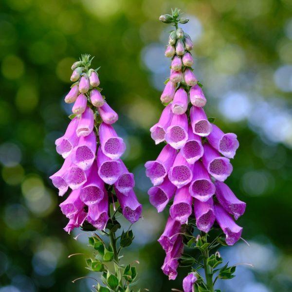 Digitale pourpre - Digitalis