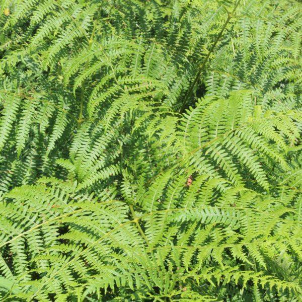 Fougère mâle - Dryopteris