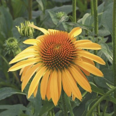 Echinacée pourpre  - Echinacea purpurea 'Mellow Yellow' BIO