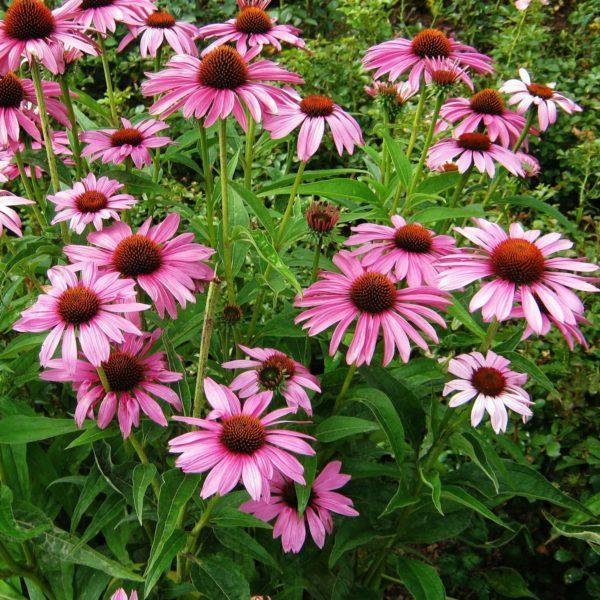 Echinacée pourpre - Echinacea