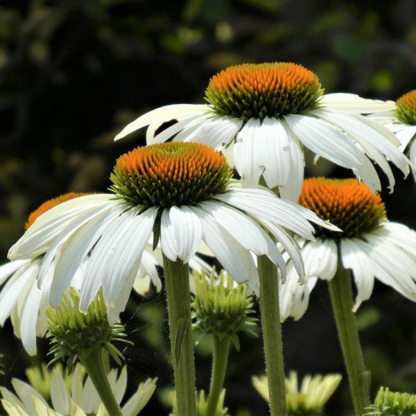 Echinacée pourpre 'Alba' - Echinacea