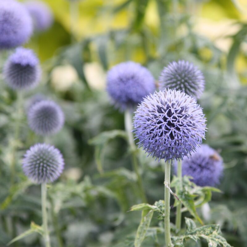 Boule azurée - Echinops