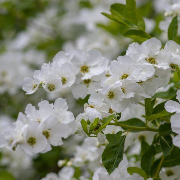 Arbre aux perles 'Niagara' - Exochorda