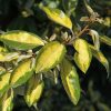 Chalef 'Limelight' - Elaeagnus – Image 2