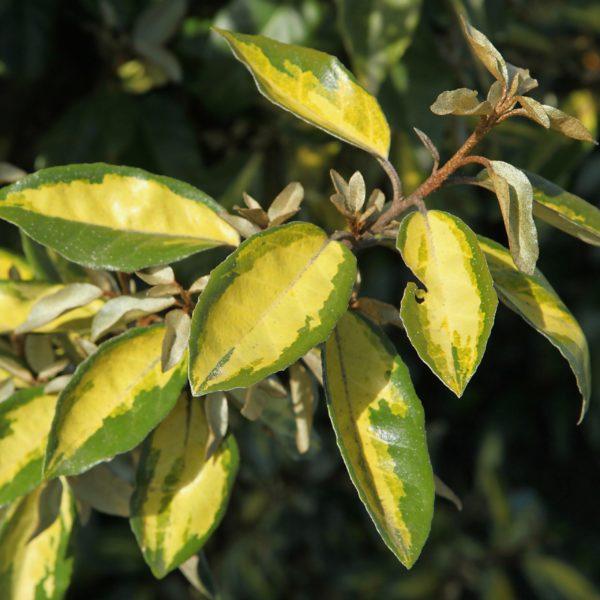 Chalef 'Limelight' - Elaeagnus – Image 2