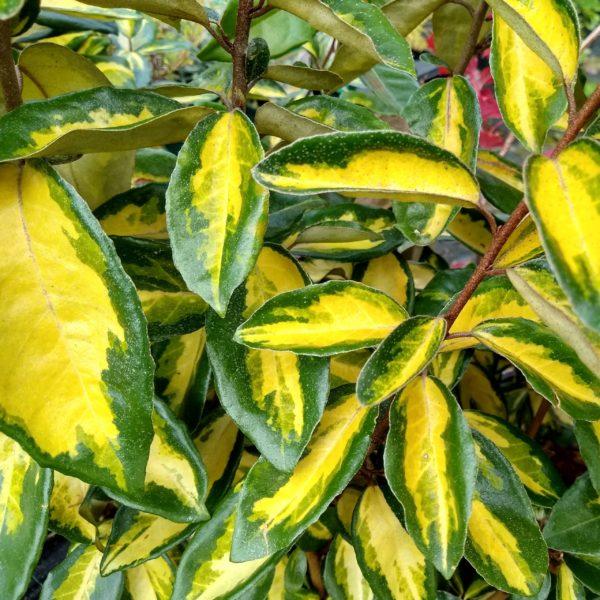 Chalef 'Limelight' - Elaeagnus