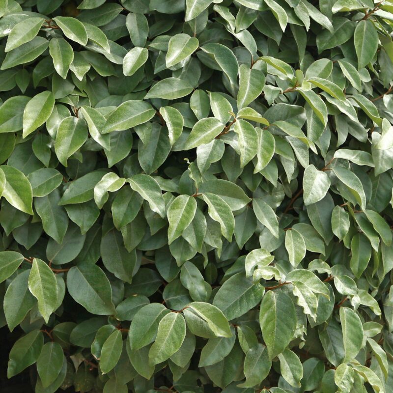 Chalef - Elaeagnus
