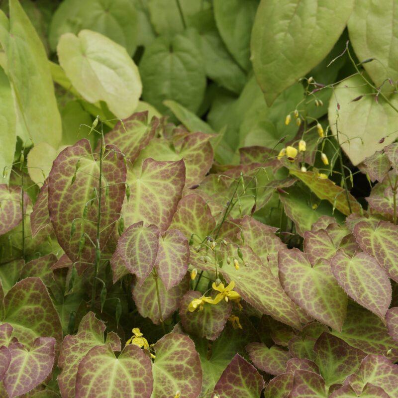 Epimède 'Frohnleiten' - Epimedium
