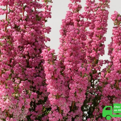 Bruyère (Erica) gracilis rouge