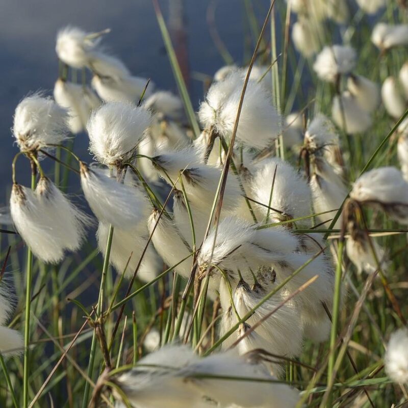 Linaigrette à feuilles étroites - Eriophorum