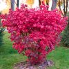 Fusain ailé nain - Euonymus alatus 'Compactus' -Bio Le Bourgeon