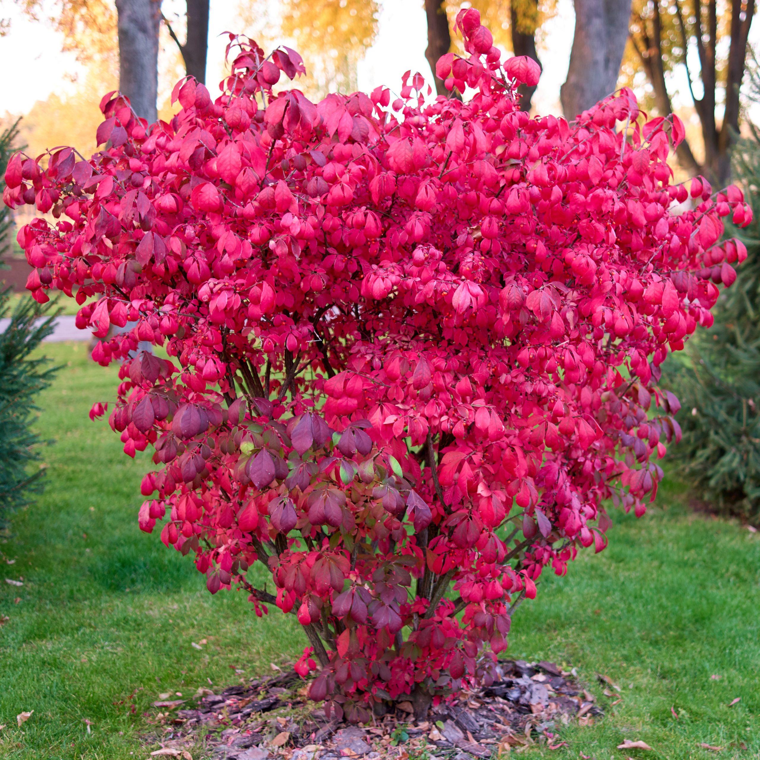 Fusain ailé nain - Euonymus alatus 'Compactus' 