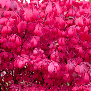 Fusain ailé - Euonymus- Bio Le Bourgeon