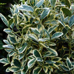 Fusain du Japon 'Americanus' - Euonymus -Bio Le Bourgeon
