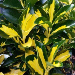 Fusain du Japon 'Aureopictus' - Euonymus