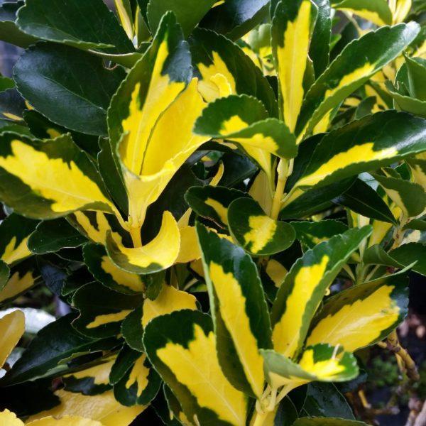 Fusain du Japon 'Aureopictus' - Euonymus