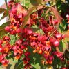 Fusain de Corée - Euonymus planipes- Bio Le Bourgeon