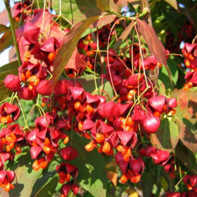 Fusain de Corée - Euonymus planipes- Bio Le Bourgeon