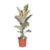 Ficus elastica Tineke