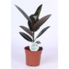 Ficus elastica Abidjan – Image 3