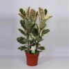Ficus elastica Tineke – Image 2