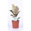 Ficus elastica Tineke – Image 3