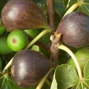 Figuier 'Brown Turkey' - Ficus