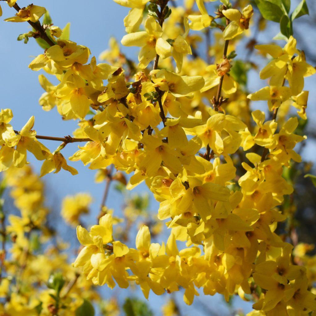 Forsythia var. à fleur jaune