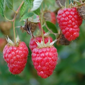 Framboisier 'Willamette' - Rubus