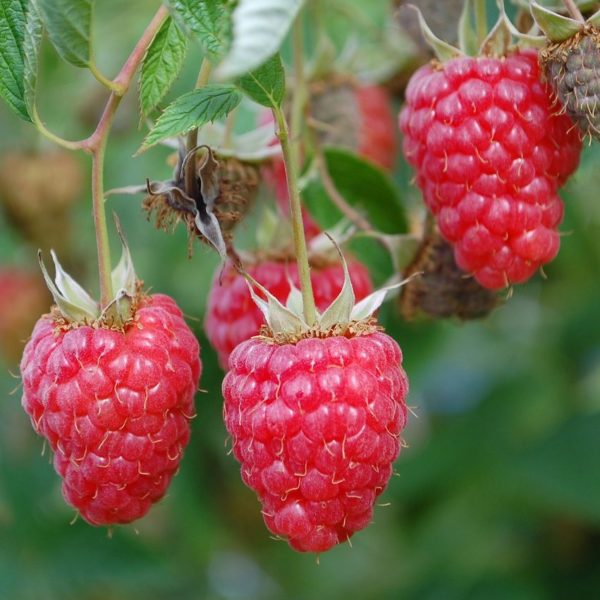 Framboisier 'Willamette' - Rubus