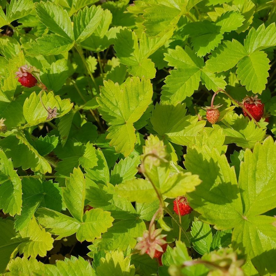 Fraisier des bois - Fragaria