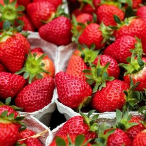 Lot de 6 fraisiers 'Thuriga'