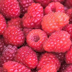 Framboisier 'Meeker' - Rubus